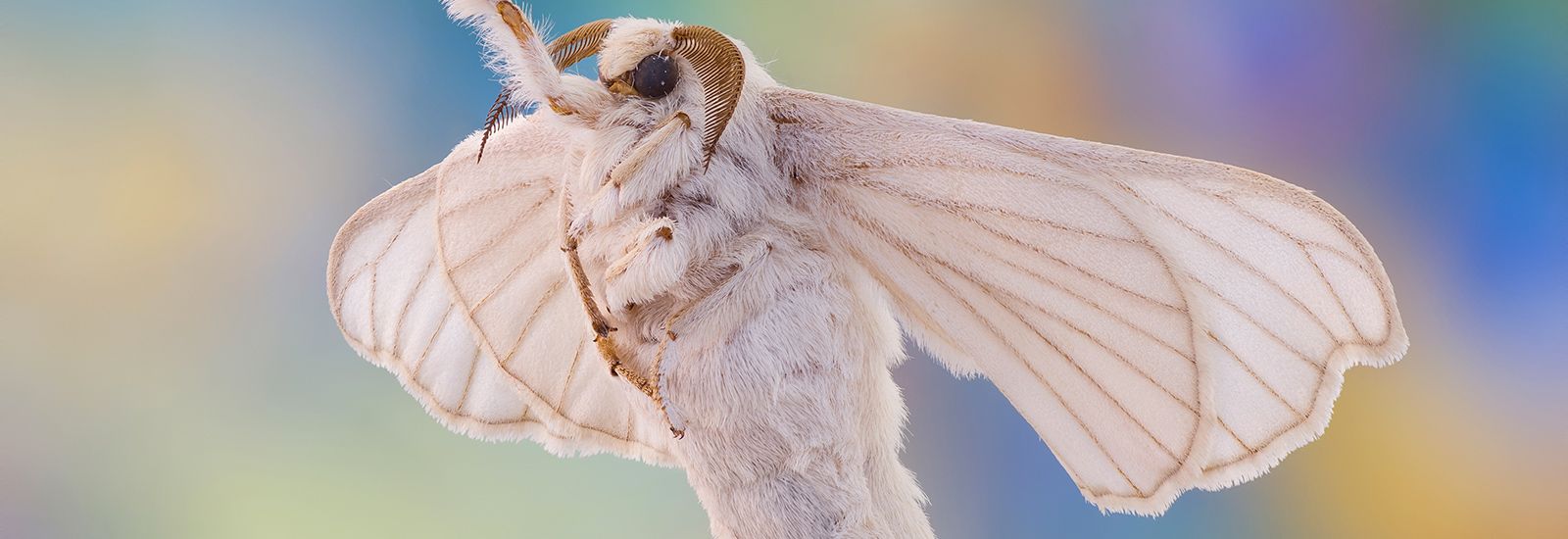 Macro closeup view of a silk moth