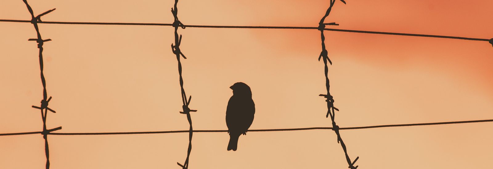 small bird on barbed wire fence with red sky behind