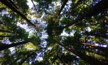 Looking up at a tree canopy from the forest floor