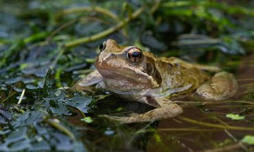 Image depicts a Common Frog (Rana temporaria) in pond weed