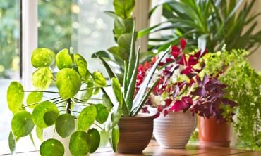 Image of a selection of houseplants on a ledge in front of a sunny window