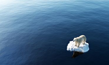 Polar bear on ice floe