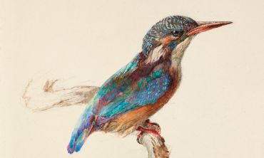 Image of study of a kingfisher, John Ruskin watercolour (1871)