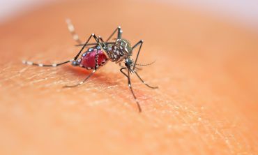 An Aedes aegypti mosquito, the insect which spreads Dengue fever. Image credit: Shutterstock.