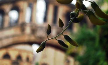 Close up of a plant infront of the Bridge of Sighs