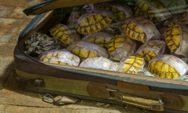 Tortoise shells being smuggled in a battered suitcase.