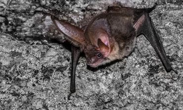 A bat with very large ears, perched on a rock face.