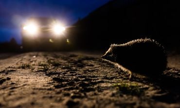 A hedgehog in a road, illuminated by the headlights of a car behind it.