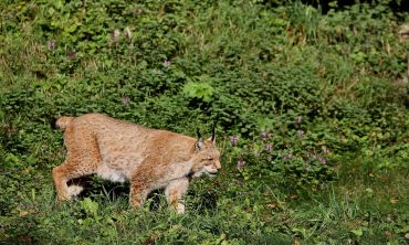 Lynx walking through green heather