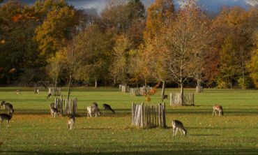 Magdalen College deer park