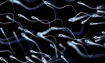 Spermatozoa, viewed under microscope, illuminated against a dark background.