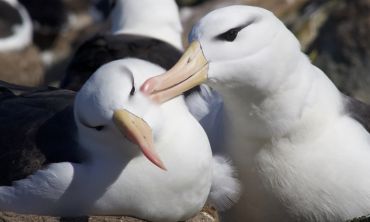 Pair of black-browed albatross