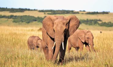 one large elephant and two juveniles in grasslands