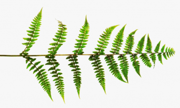 Picture of a Fern