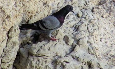 A photograph of a Rock Dove