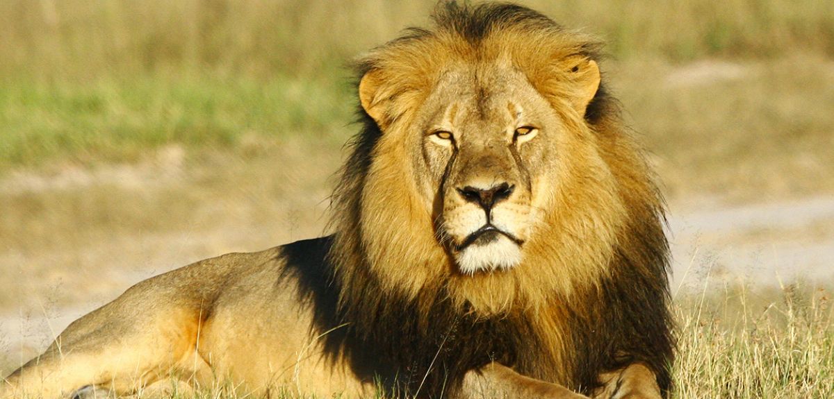 Cecil in Hwange National Park