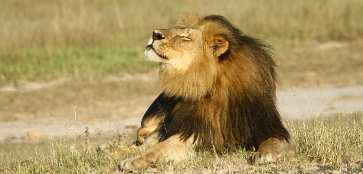 Cecil the Lion