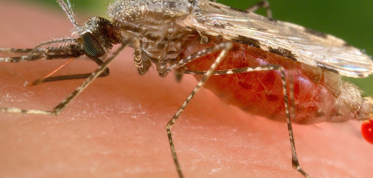 Feeding female Anopheles mosquito