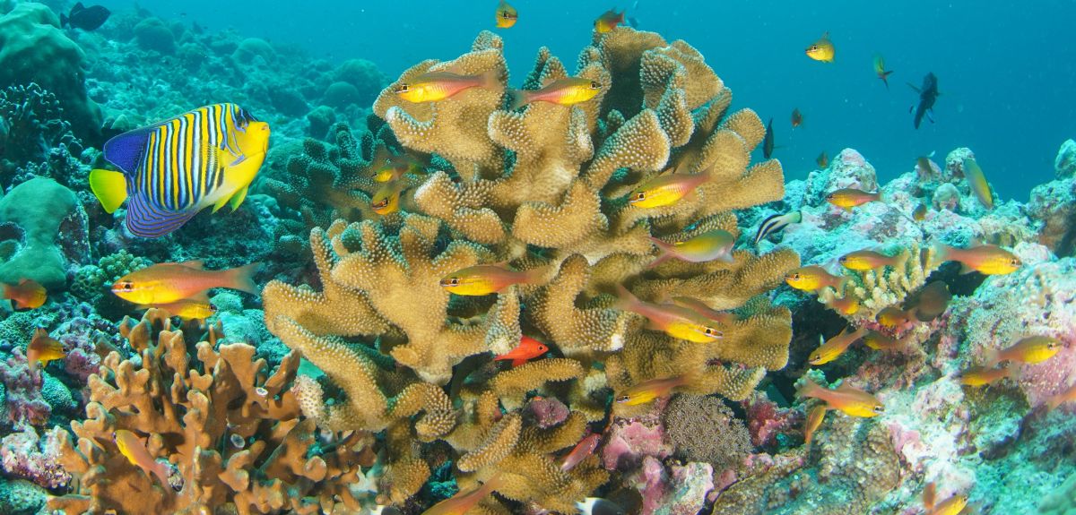 A colourful coral reef, with large coral structures surrounded by fish of various shapes, colours and sizes.