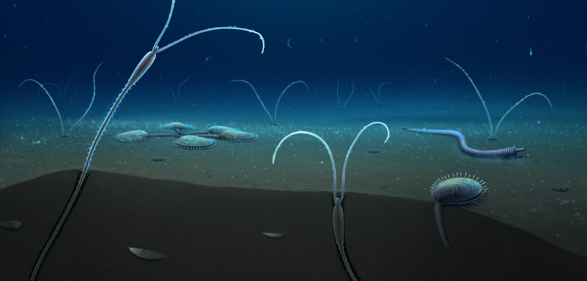 A reconstruction of Magelonidae living inside the sediment on the sea floor 514 million years ago