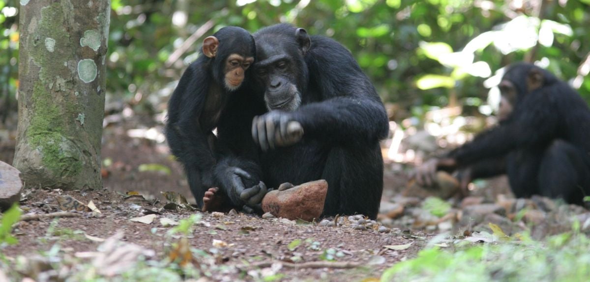 A chimpanzee sits on the floor of a forest, with an infant chimpanzee at its side. The adult is holding a stone in its left hand and is moving it towards a larger stone on the ground in front of it, with the infant observing. Behind is another chimpanzee.