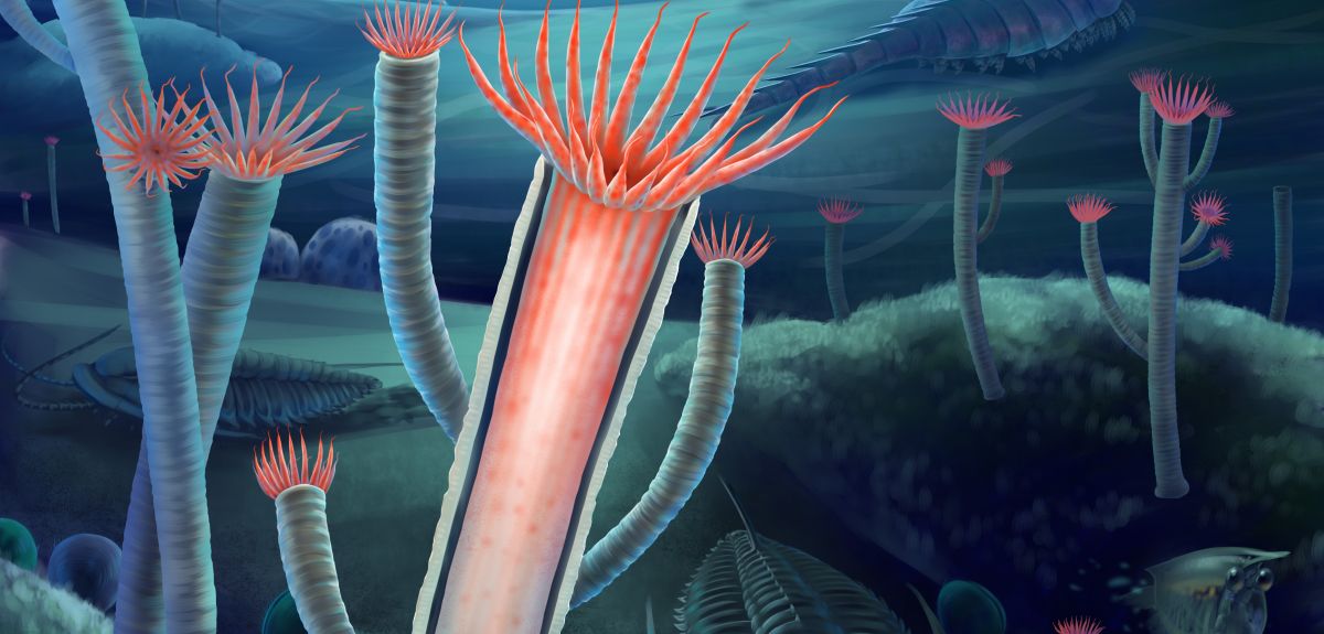 Artist's reconstruction of Gangtoucunia aspera as it would have appeared in life on the Cambrian seafloor, circa 514 million years ago. The individual in the foreground has part of the skeleton removed to show the soft polyp inside the skeleton. Reconstru