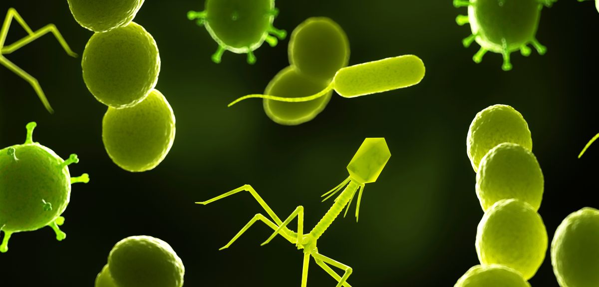 Illustration of bacteria and bacteriophages