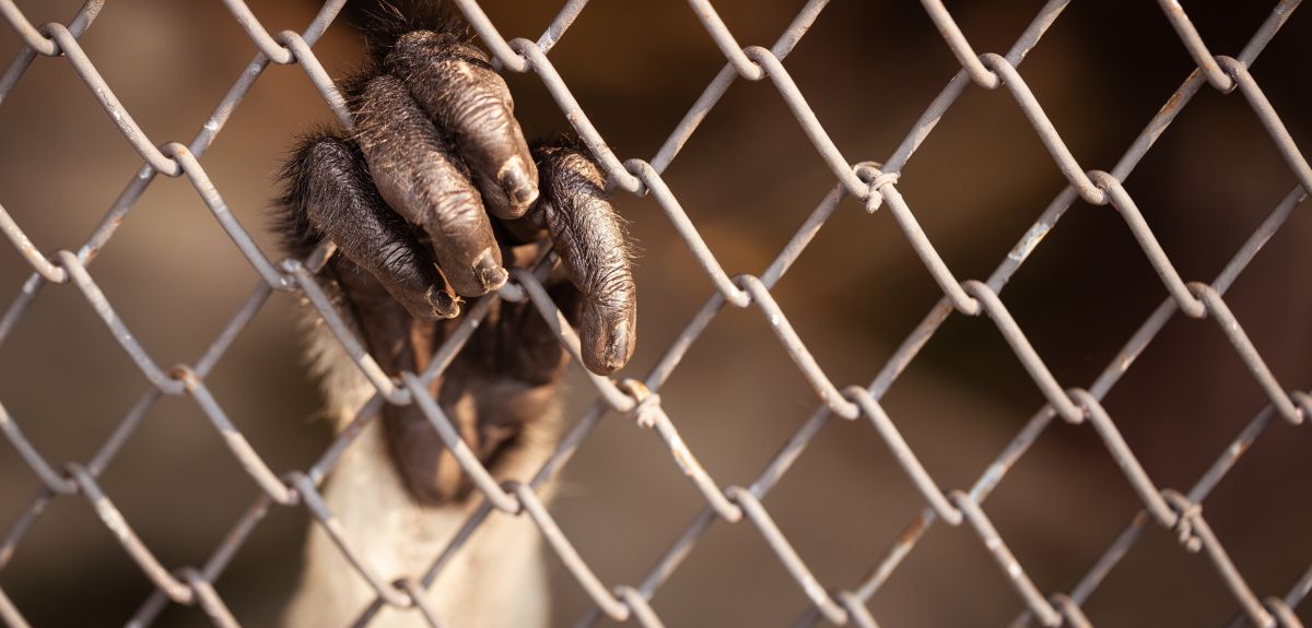 A monkey’s hand grips on to the wire screen of its cage.