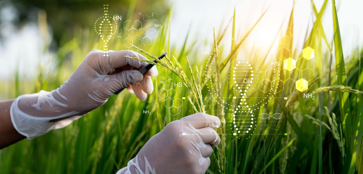 A pair of hands wearing latex gloves handles crop plants in a field.  Image credit: Shutterstock. 