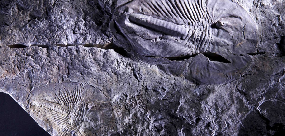 Fossilised arthropods Phytophilaspis from the Cambrian Period 