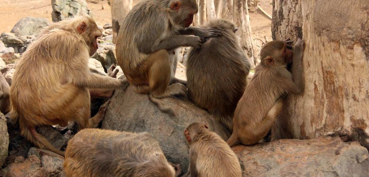 Friendly monkeys have friendly microbes