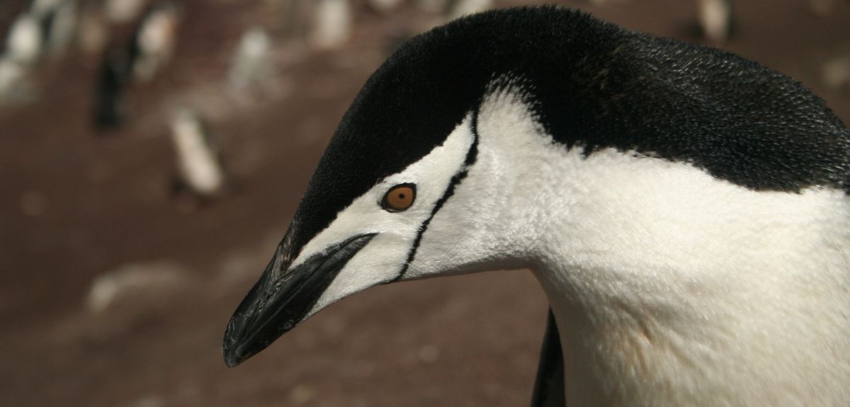 Chinstrap penguin 