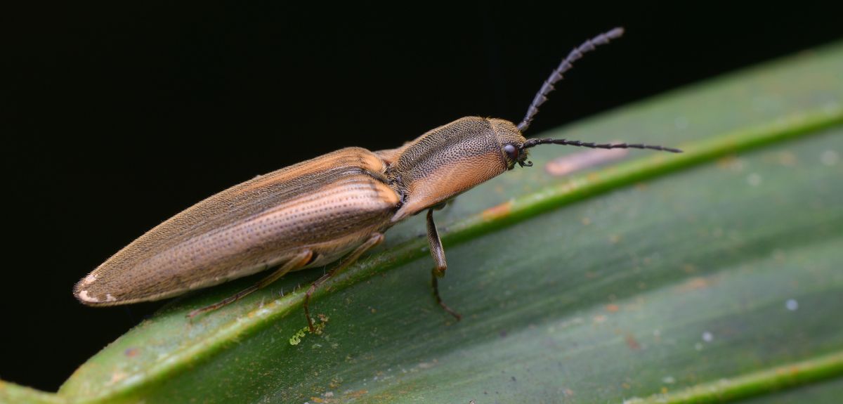 An image of a Click Beetle. Image credit: Shutterstock.