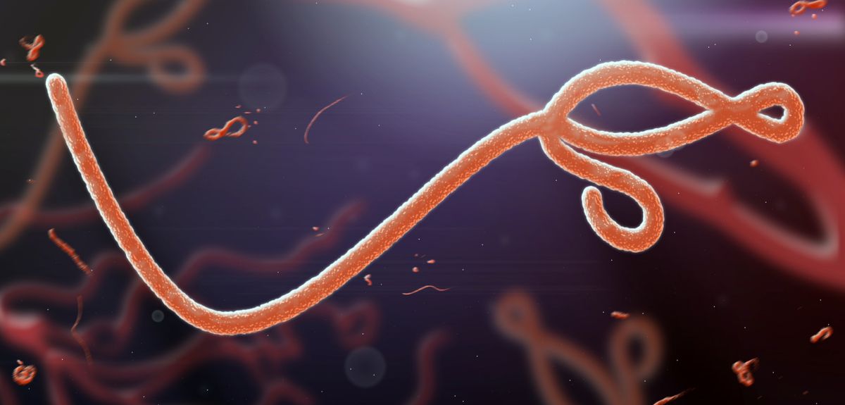 Illustration showing how the Ebola virus looks under a microscope