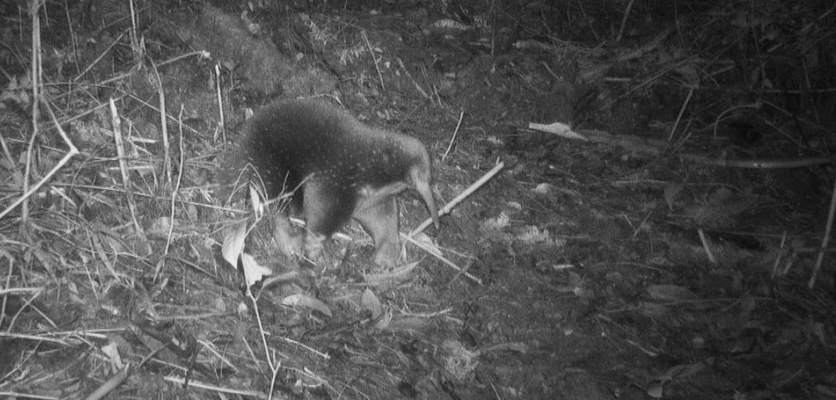A camera-trap photograph of a small mammal with spines and a long snout. The image was taken at night – echidnas are nocturnal. 