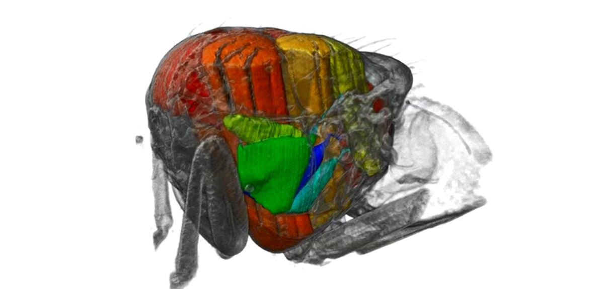3D movie inside a fly