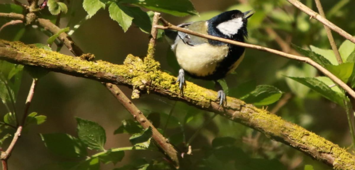 Photograph of a Great Tit at Wytham Woods