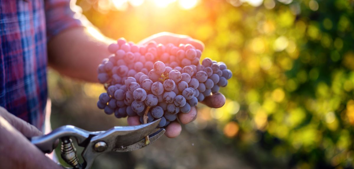 A farmer's hand holds a bunch of harvested grapes. In the other hand, a pair of secateurs snips the stem off the bunch. In the background, out of focus rows of grape vines are illuminated by sunlight.