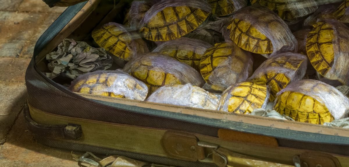 Tortoise shells being smuggled in a battered suitcase.