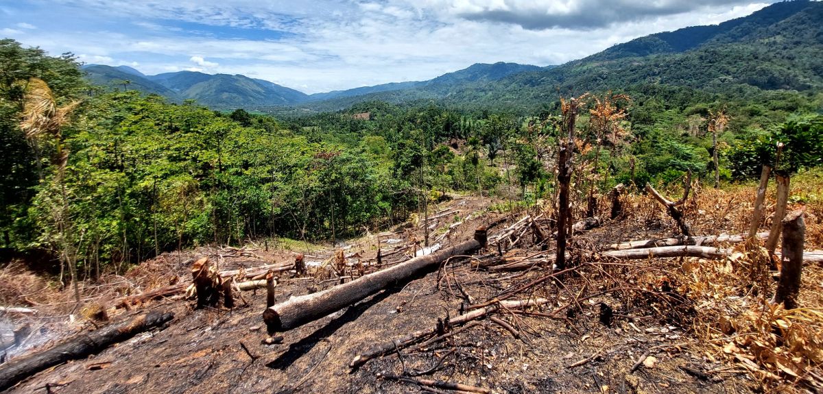 An area of tropical forest has been cleared of trees. The ground is burnt and covered in fallen tree logs. 