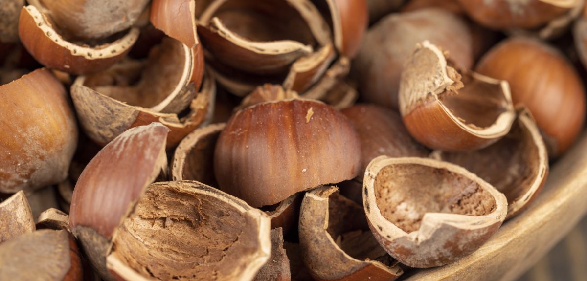 Close up of a wooden bowl containing hazelnut shells: the debris after the nuts are removed. 