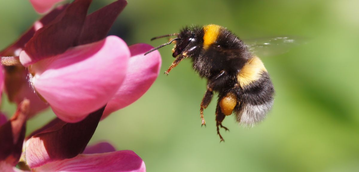 A bumblebee suspended in mid-air approaches a pink flower. 