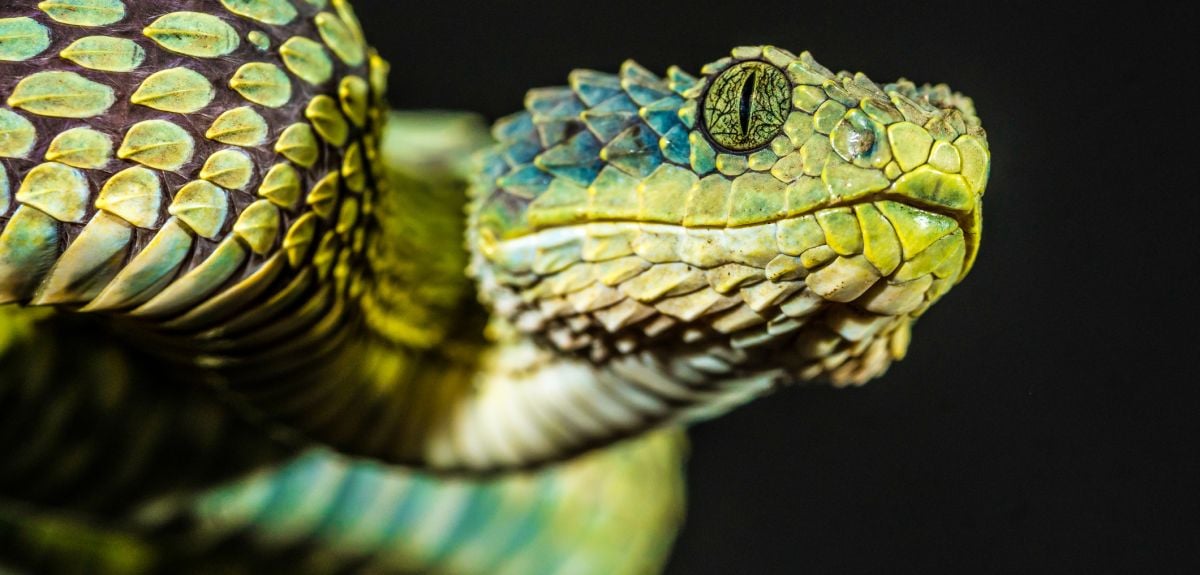 Atheris squamigera: African bush viper. Credit: looderoo, Getty Images