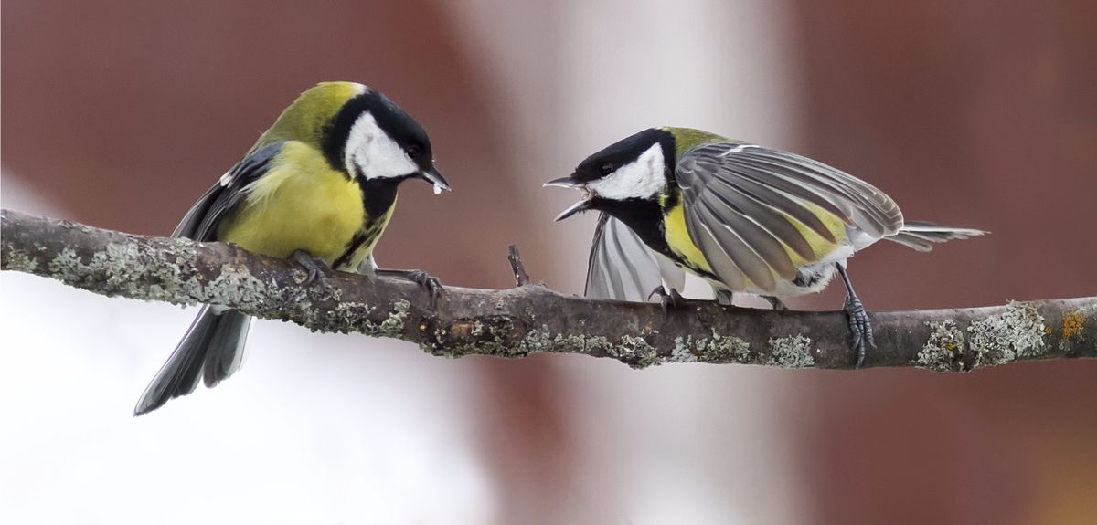 Birds choose their neighbours based on personality