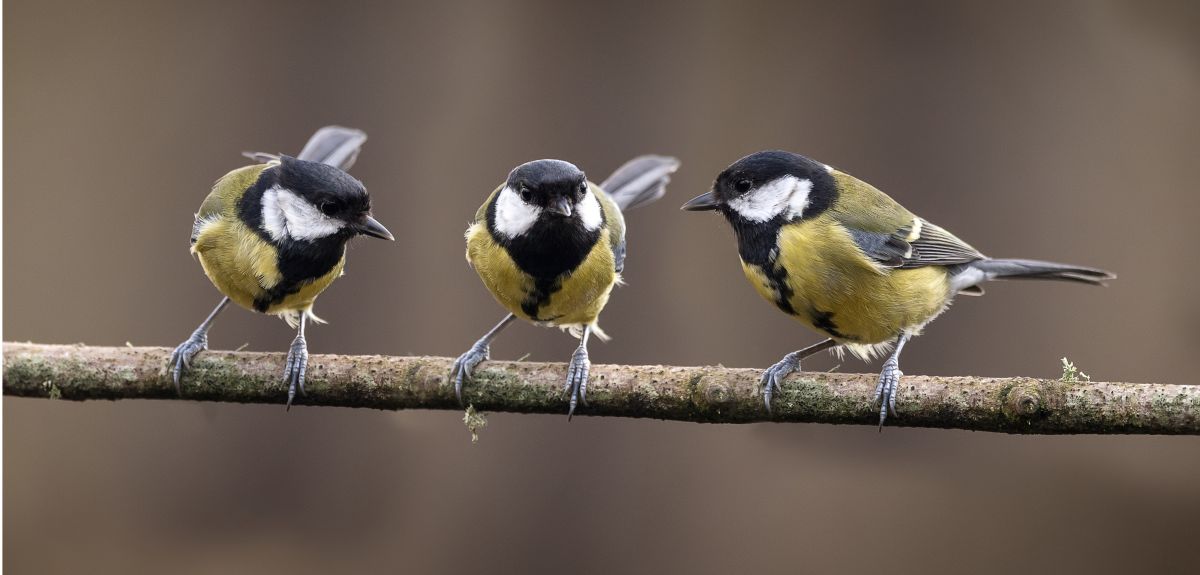 Three great tit birds on a branch.