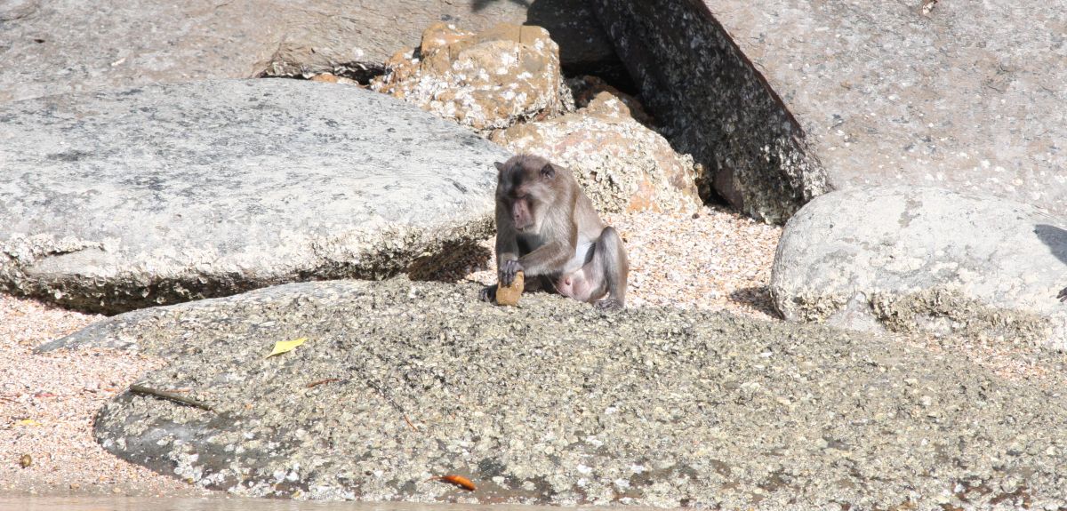 Macaque uses stone tool.