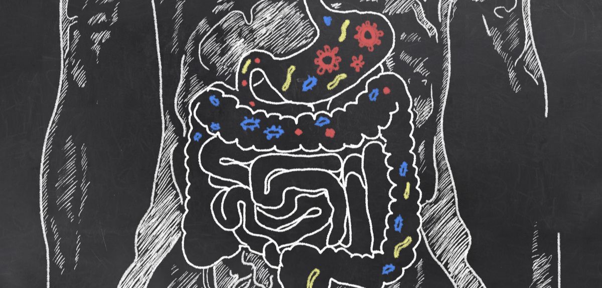 Gut bacteria linked to personality