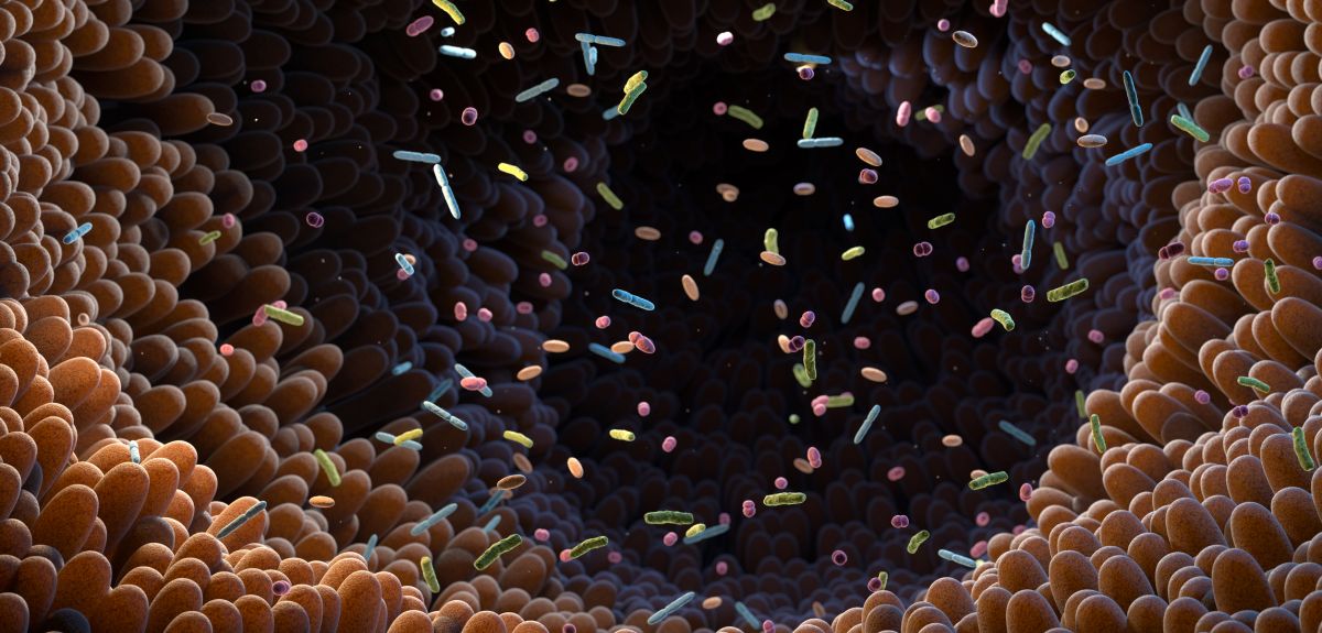 An artistic image of the inside of the human gut. The walls are made up of overlapping, finger-like projections. The interior contains bacterial cells and particles ‘floating’ in the centre. 