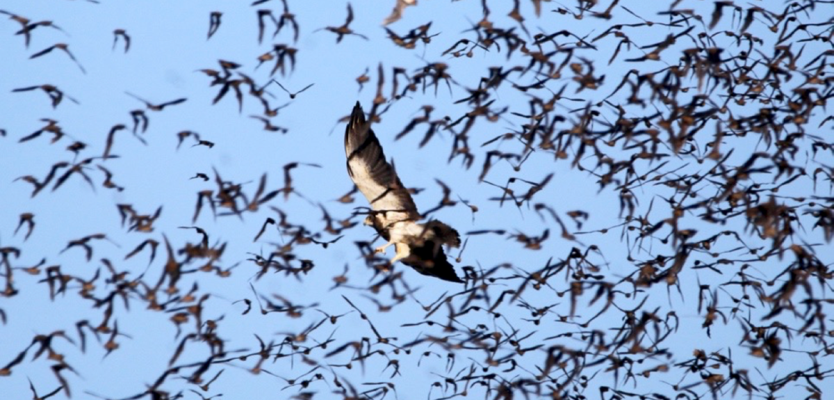 A Swainson's Hawk hunting among the Mexican free-tailed bats swarm