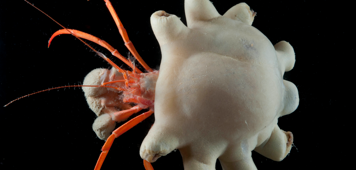 First evidence of deep-sea animals ingesting microplastics | University of  Oxford
